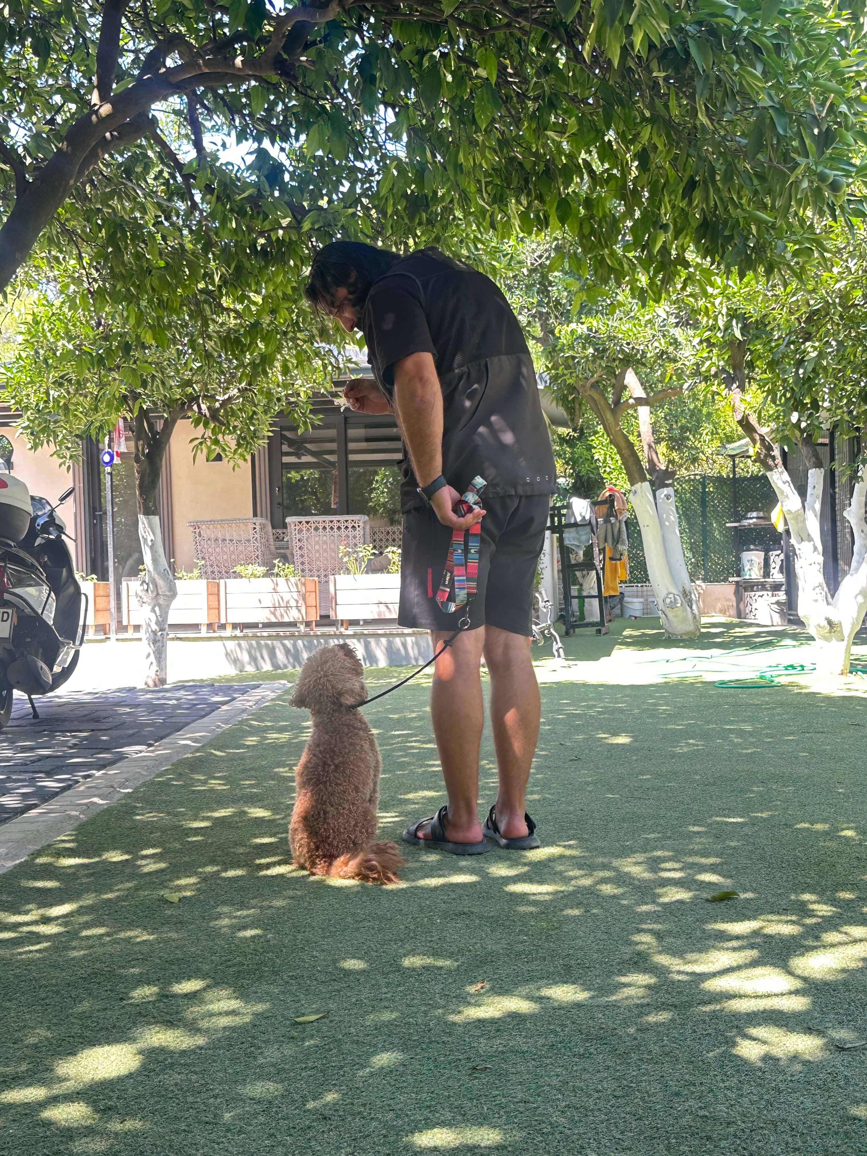 Patilerin Dünyası'nda köpek eğitimi çalışması