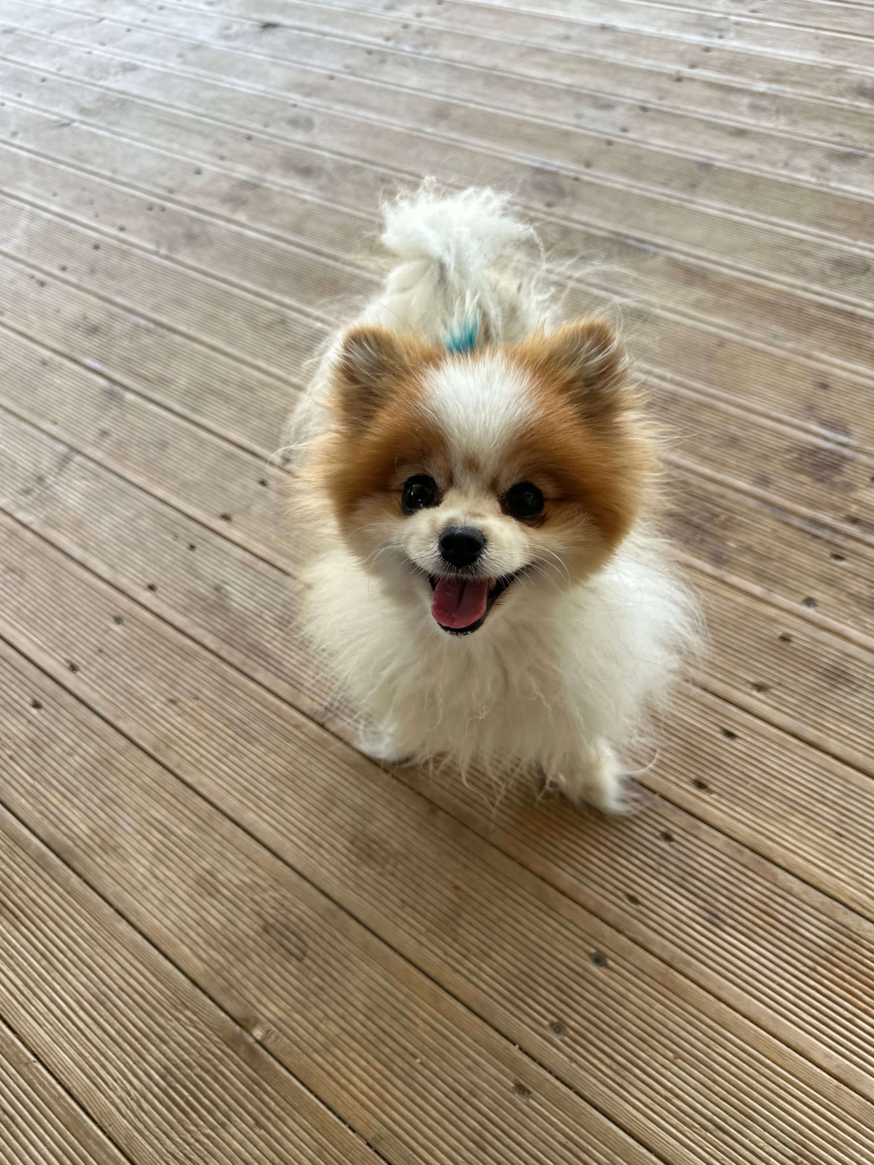 Patilerin Dünyası köpek pansiyonu tesisinde bir köpek
