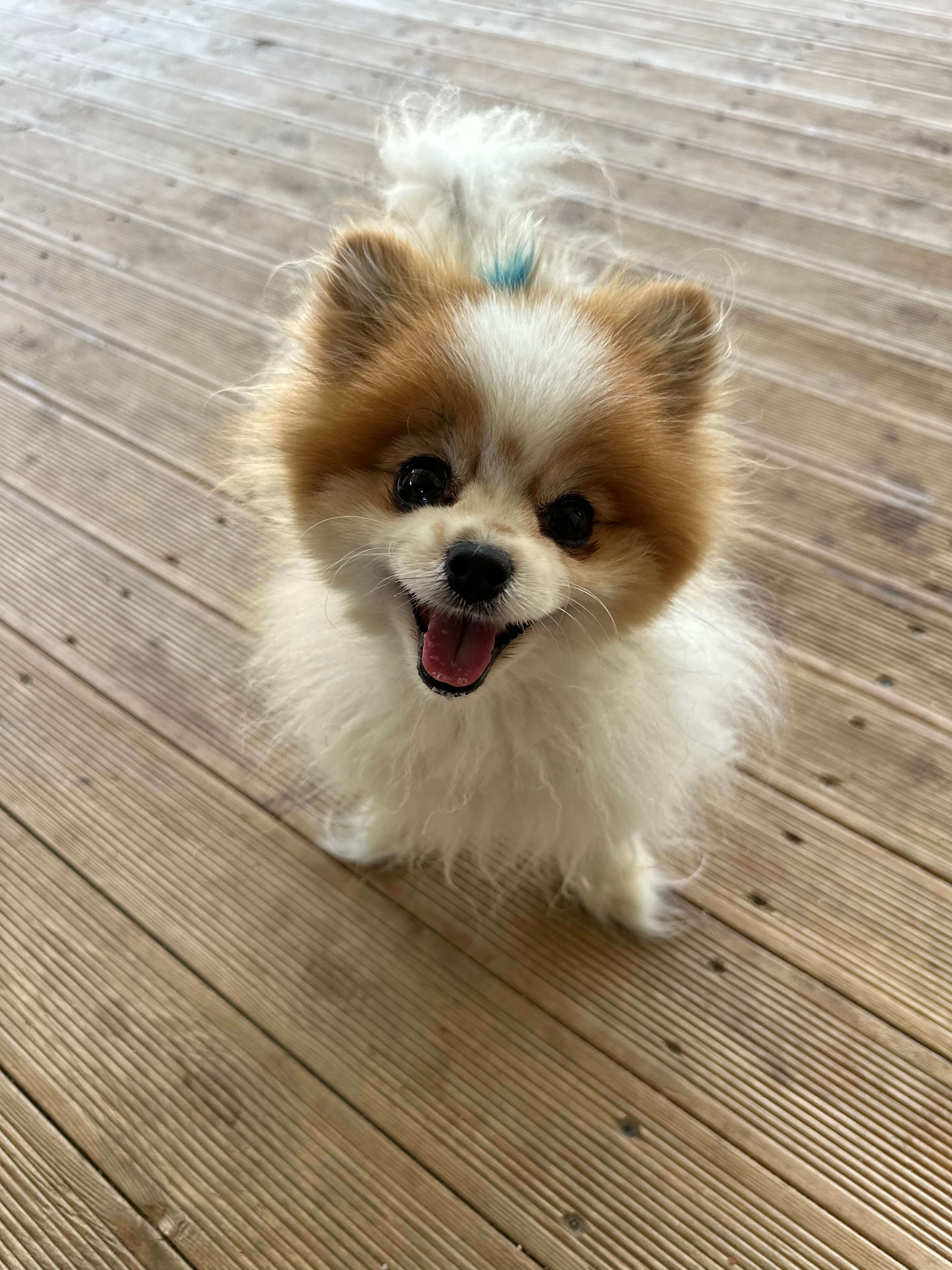 Patilerin Dünyası tesisinde bir köpek