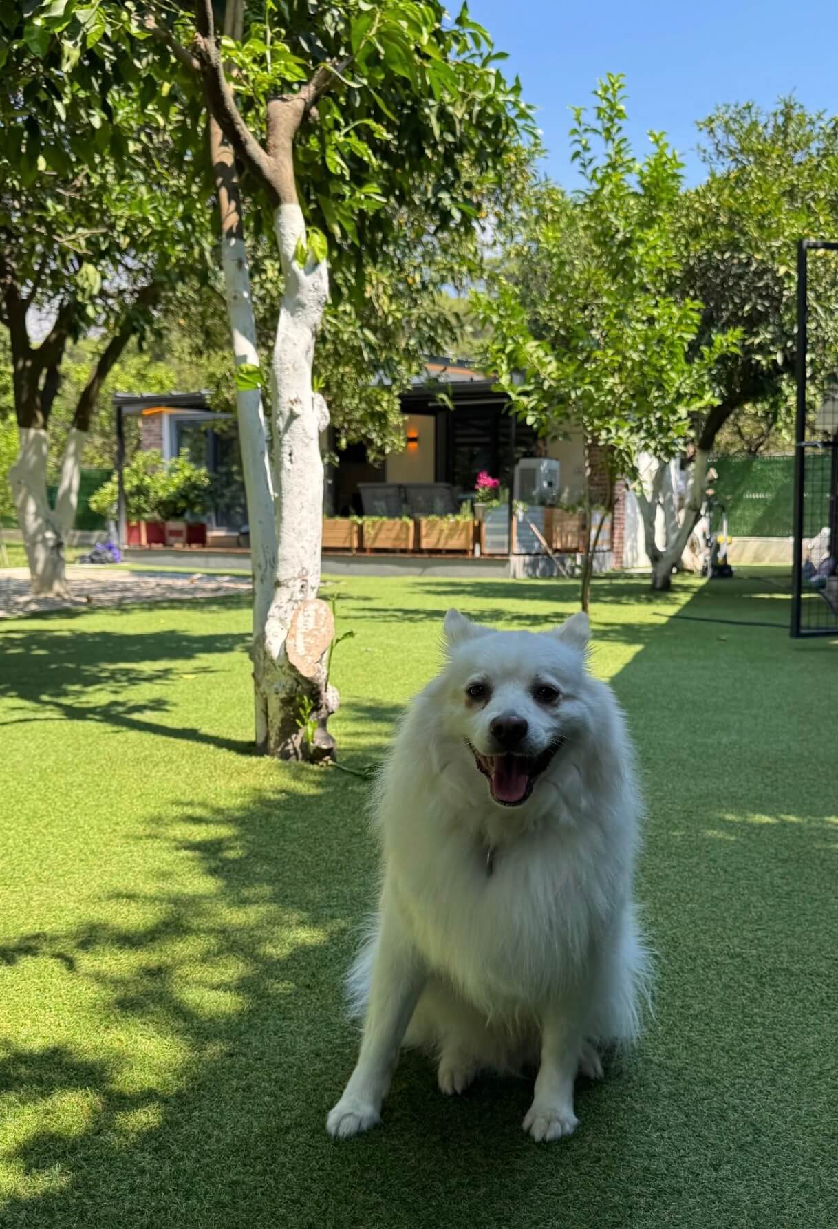 Patilerin Dünyası bahçesinde bir köpek