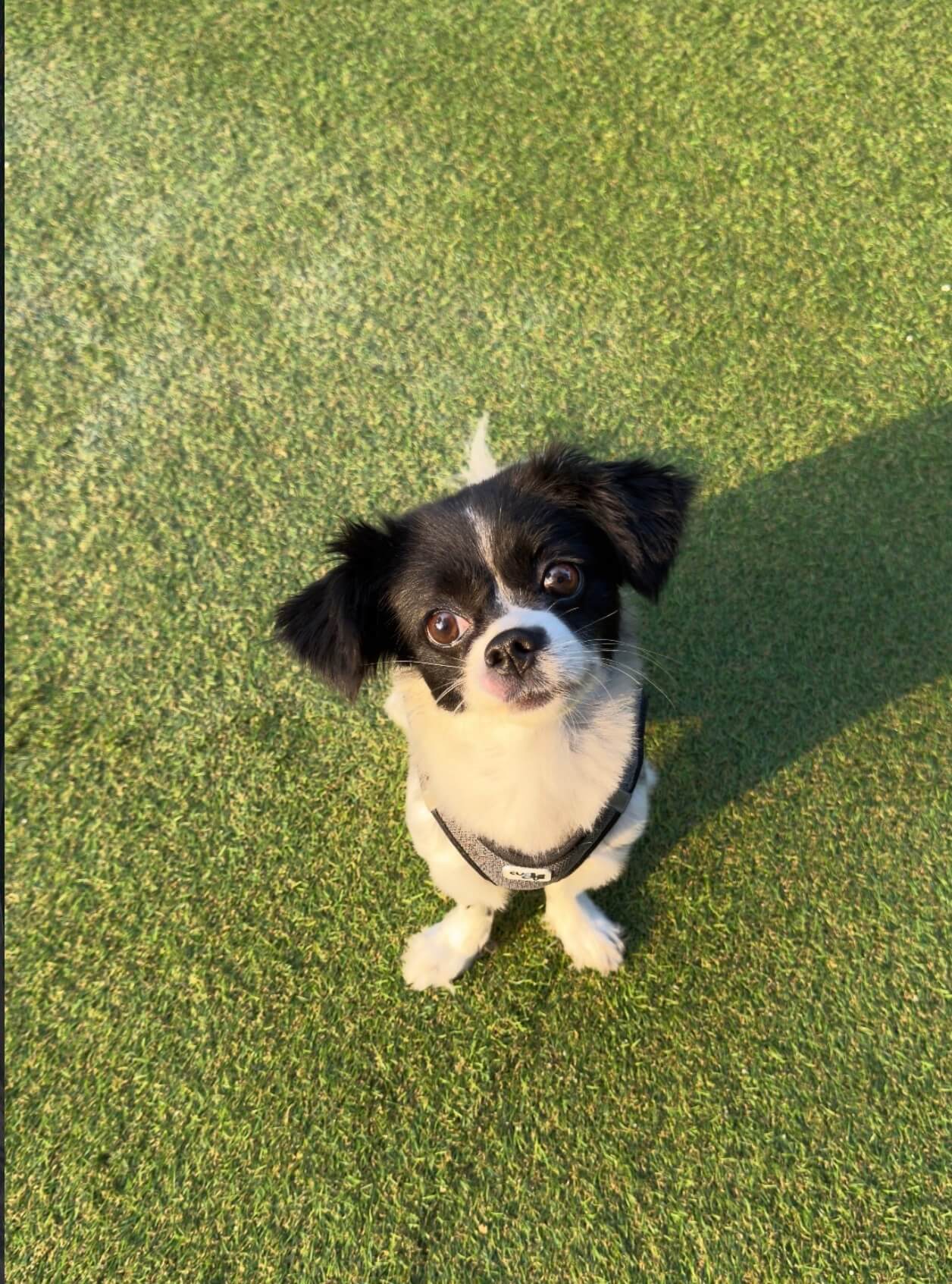 Patilerin Dünyası bahçesinde bir köpek