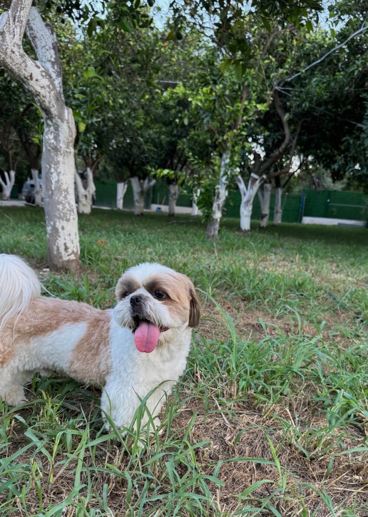 Patilerin Dünyası bahçesinde bir köpek