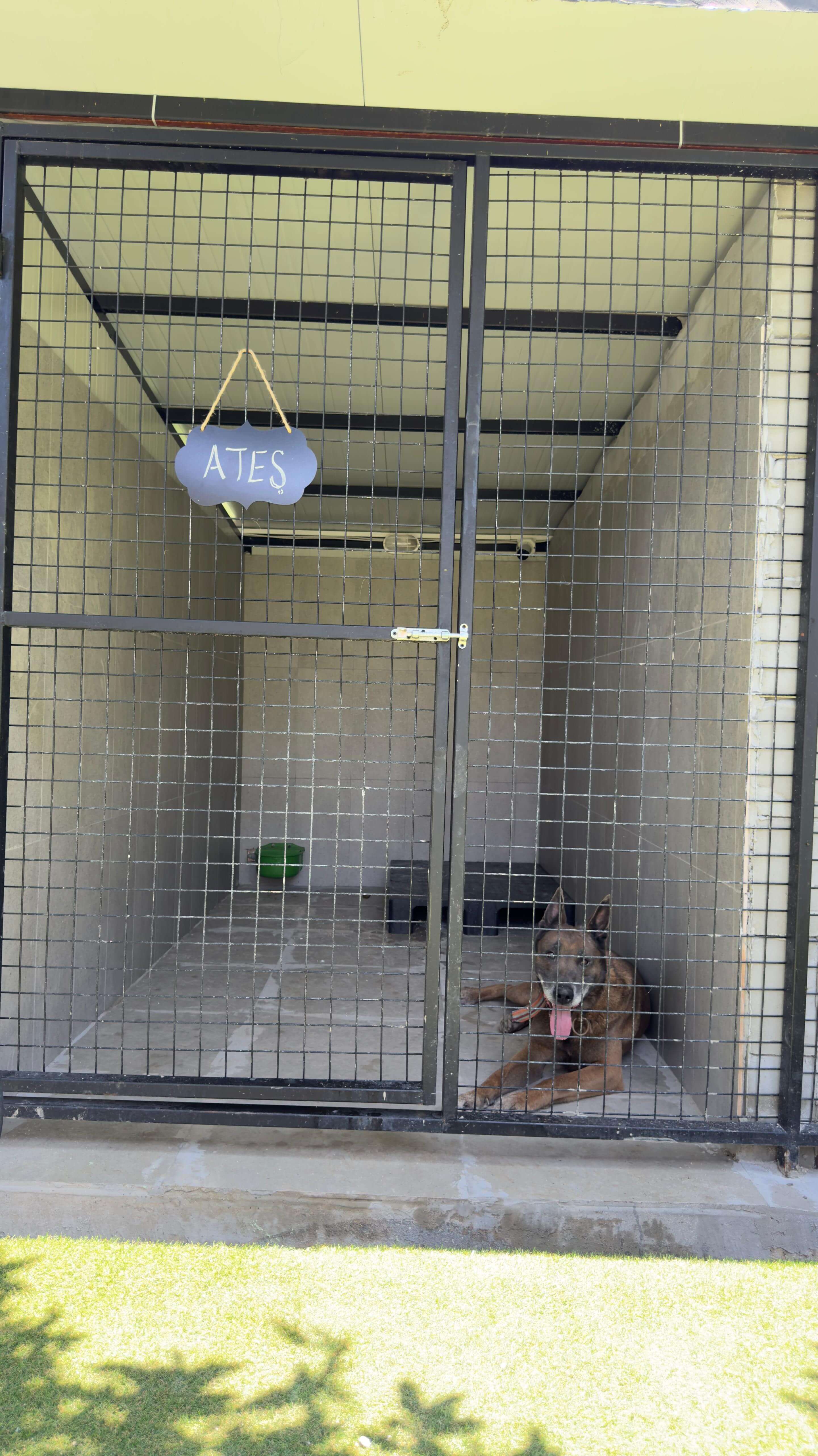 Patilerin Dünyası köpek pansiyonunda konaklayan bir köpek