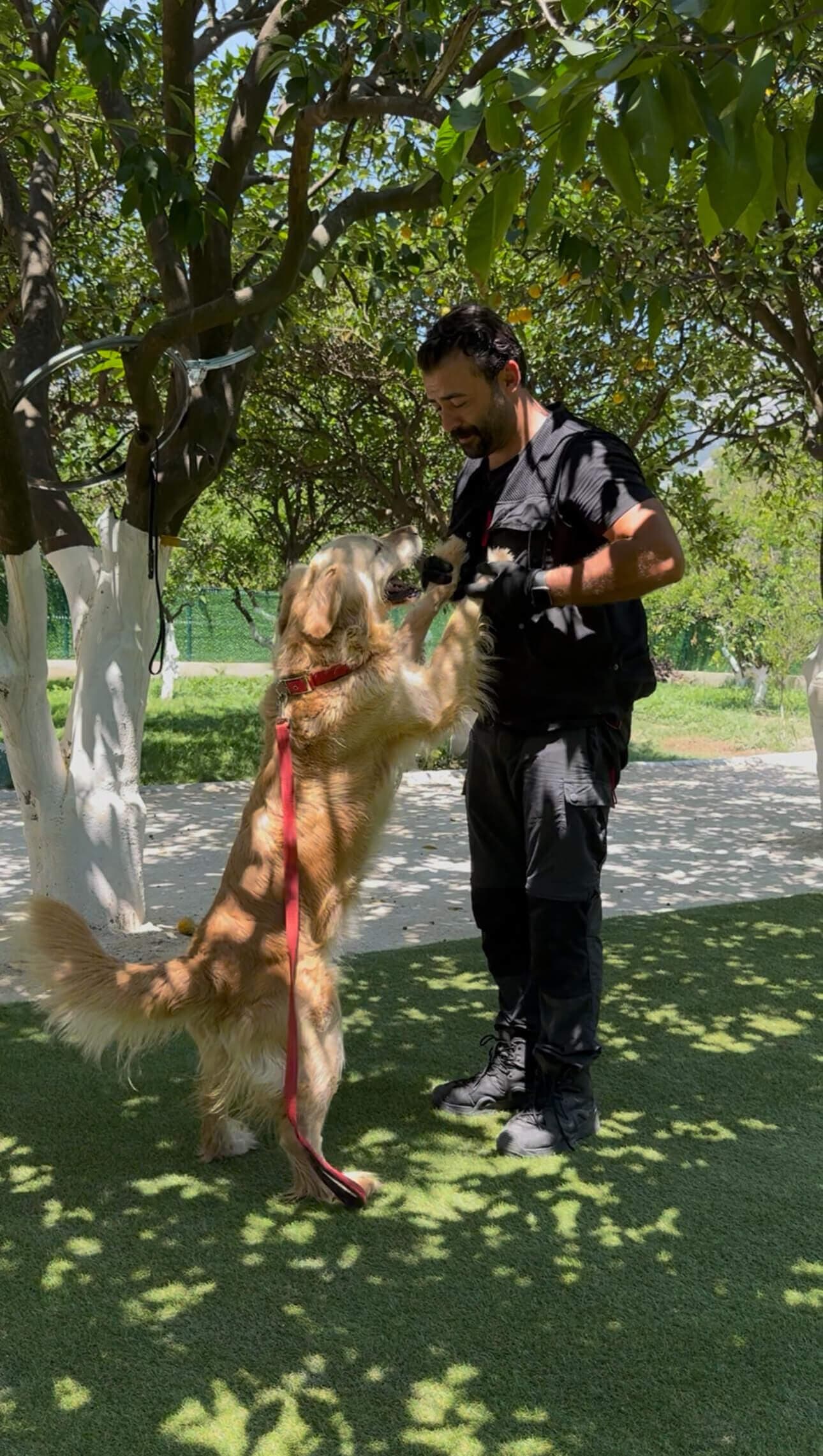 Patilerin Dünyası ileri seviye köpek eğitimi
