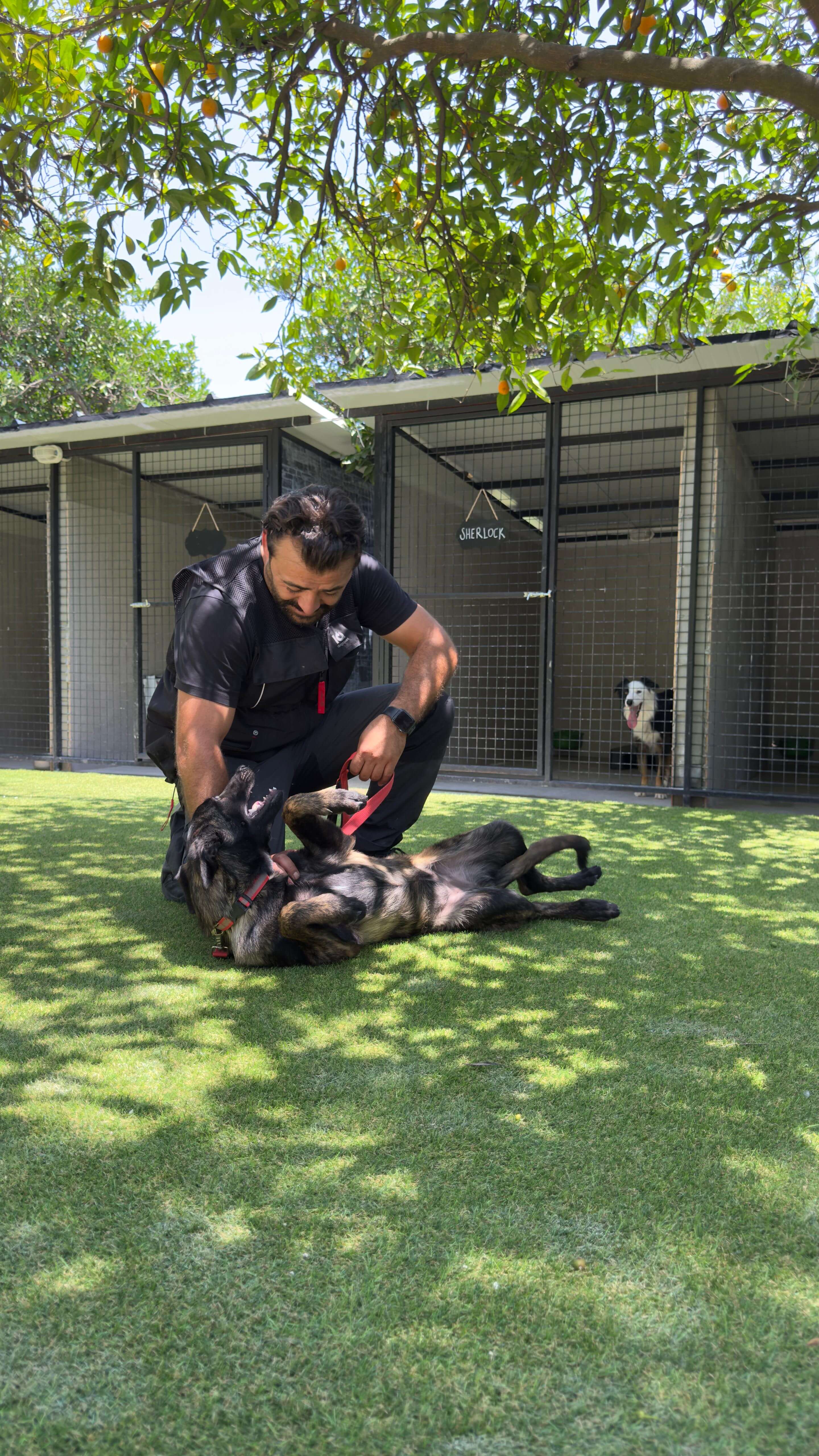 Patilerin Dünyası yavru köpek eğitimi